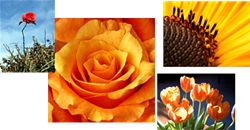 Blumen und Pflanzen